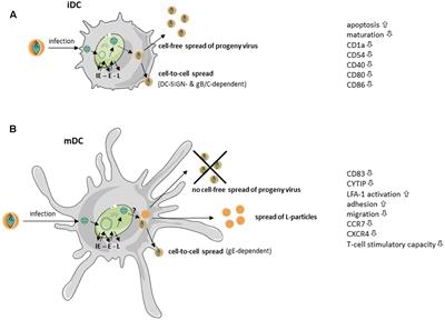 What Goes Around, Comes Around – HSV-1 Replication in Monocyte-Derived Dendritic Cells